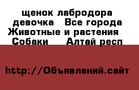 щенок лабродора девочка - Все города Животные и растения » Собаки   . Алтай респ.